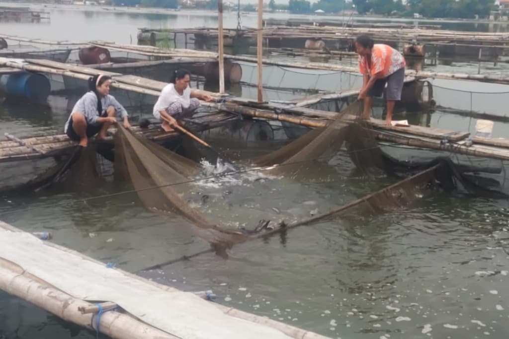 Jelang Tahun Baru, Ikan Keramba Ranu Grati Diburu Pembeli
