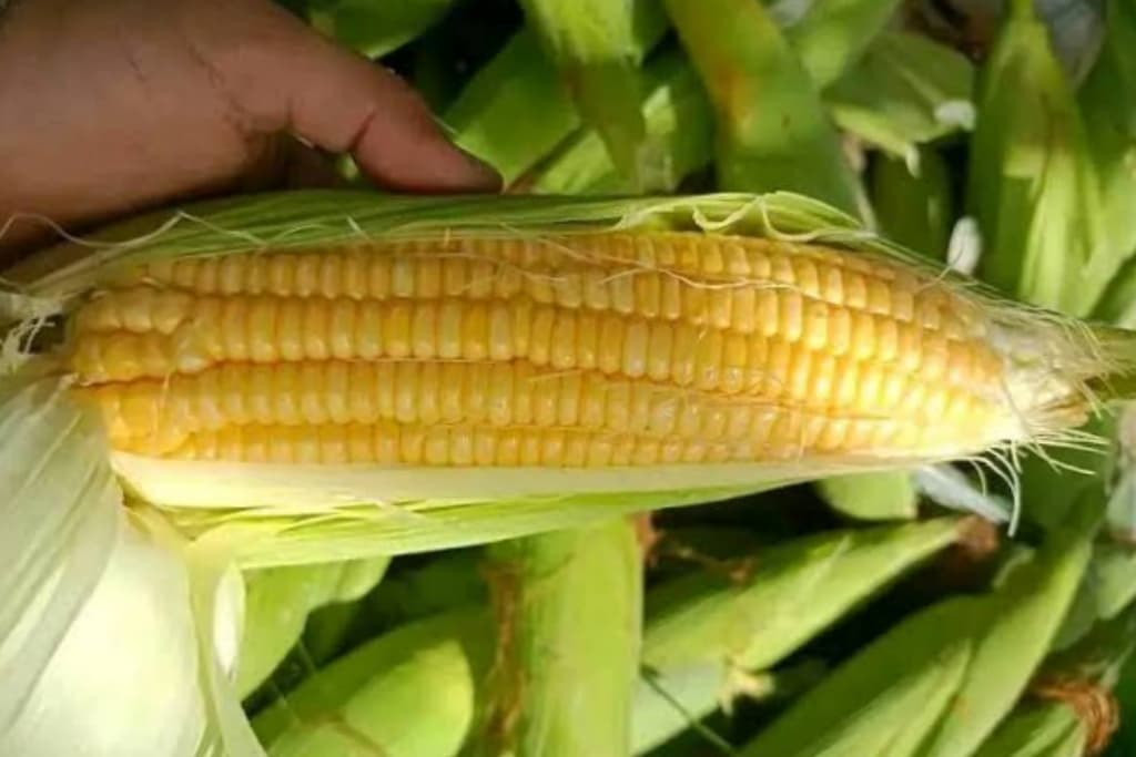 Jelang Tahun Baru, Petani dan Pedagang Jagung di Pasuruan Tuai Untung